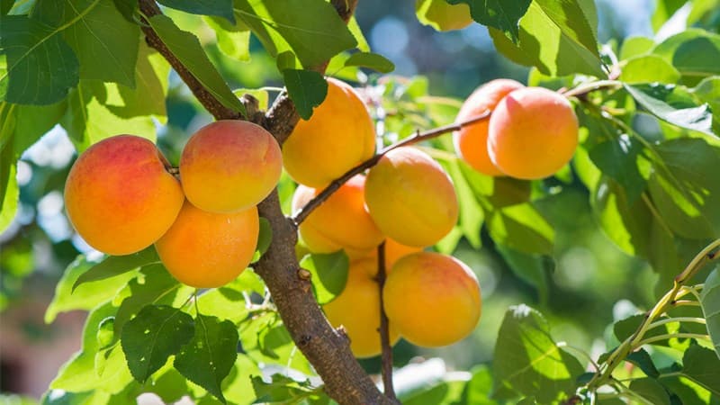 Quả mơ được trồng phổ biến và sử dụng với nhiều mục đích khác nhau ở nước ta