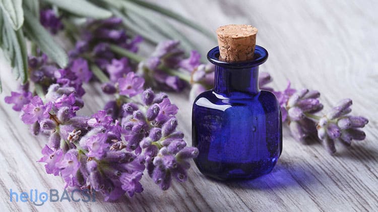 4 Cách Dùng Tinh Dầu Tràm Trà Trị Sẹo Lồi Tại Nhà 6 tinh dầu hoa oải hương trị sẹo lồi